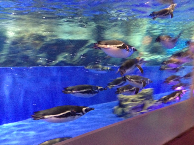 中央のペンギンの水槽では沢山のペンギン達が元気に泳いでいます。